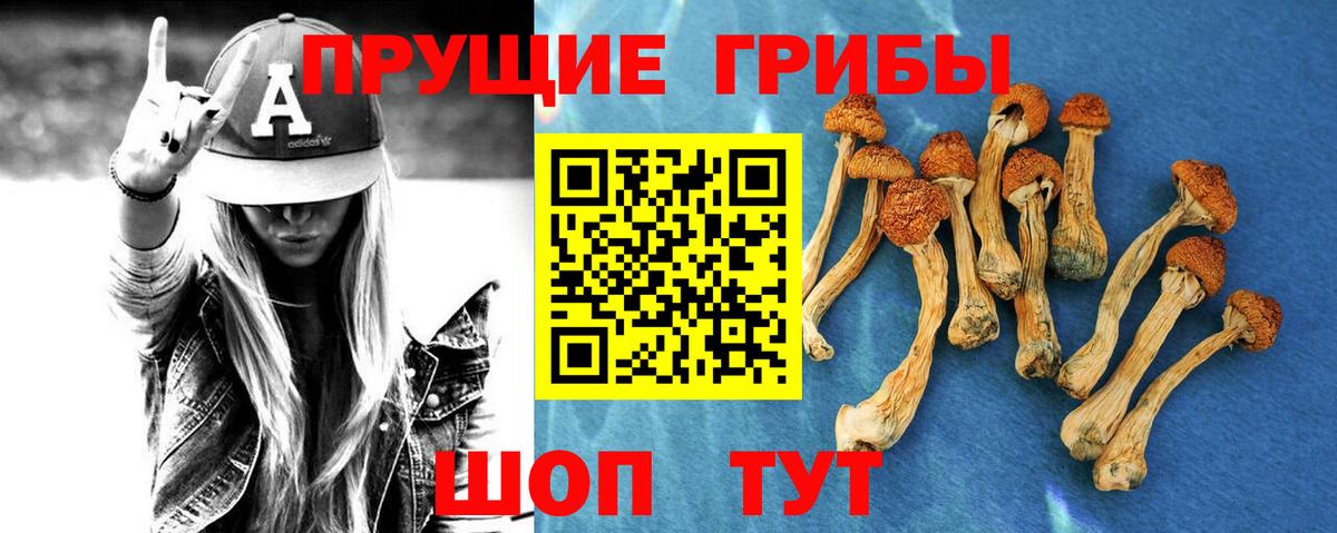 Псилоцибиновые грибы Psilocybine cubensis  Вход с VPN  Луга 